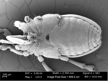 Media type: image;   Invertebrate Zoology 162243 Aspect: male ventral